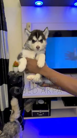 1-3 months Male Purebred Siberian Husky