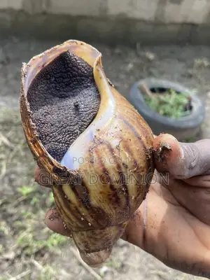 Snails Point Of Lays Sizes