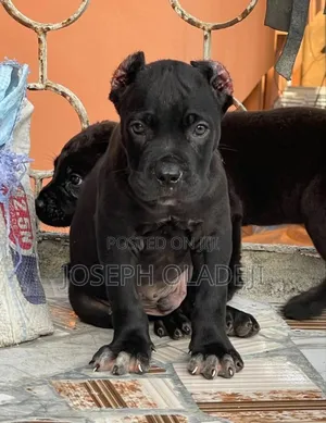 1-3 months Male Purebred Cane Corso