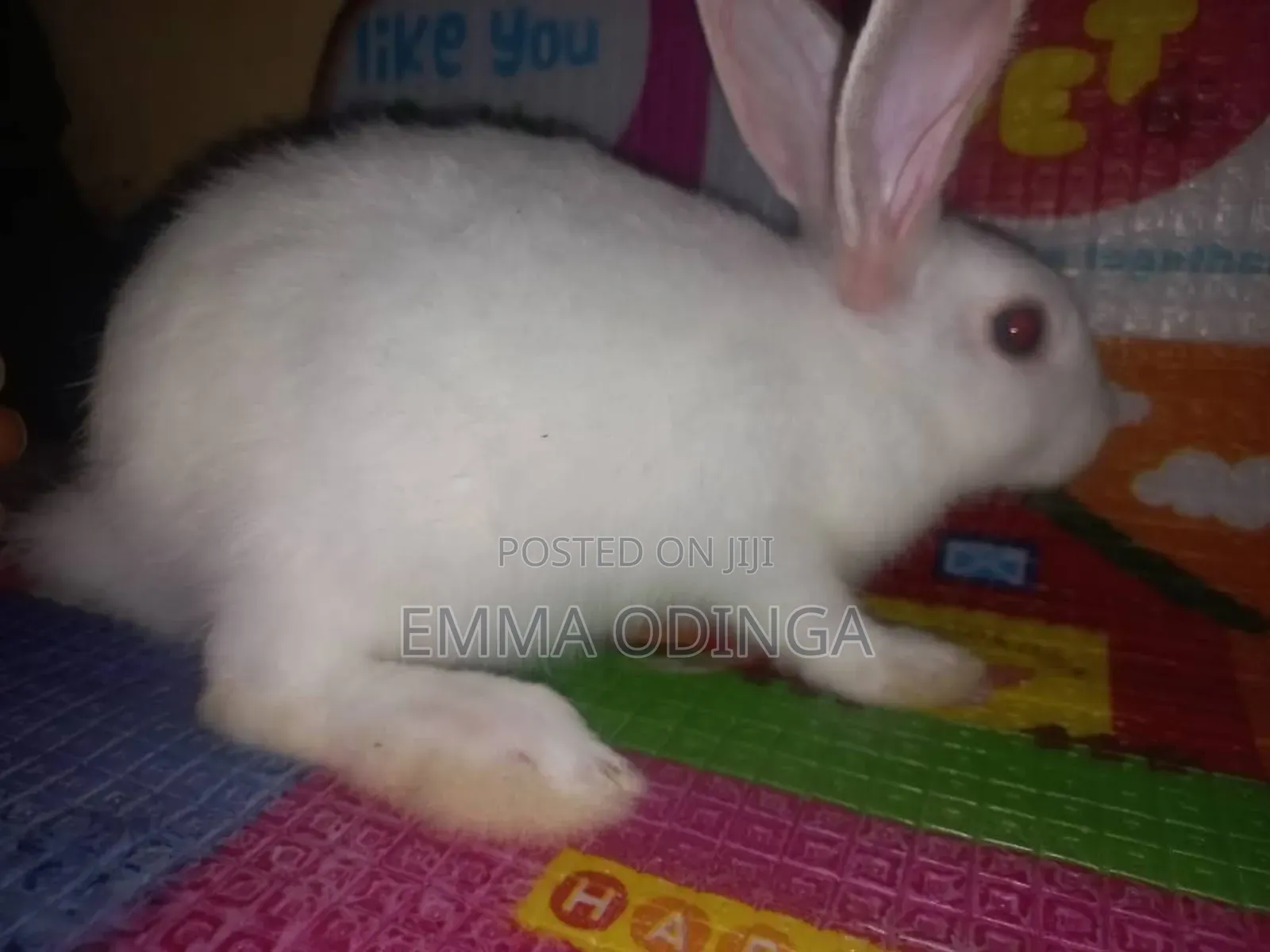 Rabbits for Sale