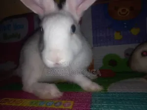 Rabbits for Sale