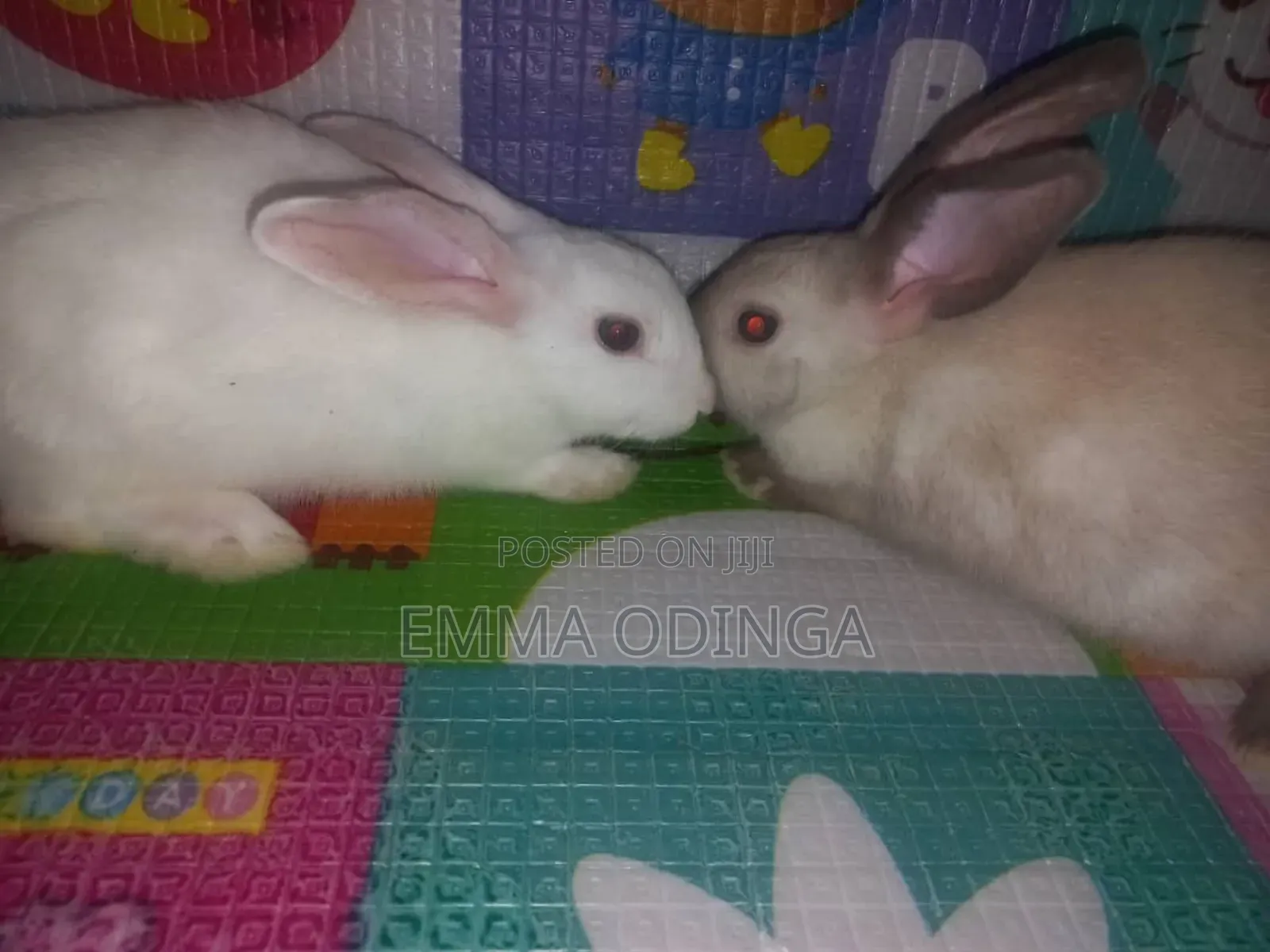 Rabbits for Sale