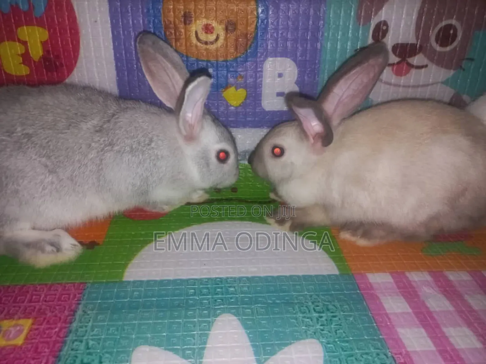 Rabbits for Sale