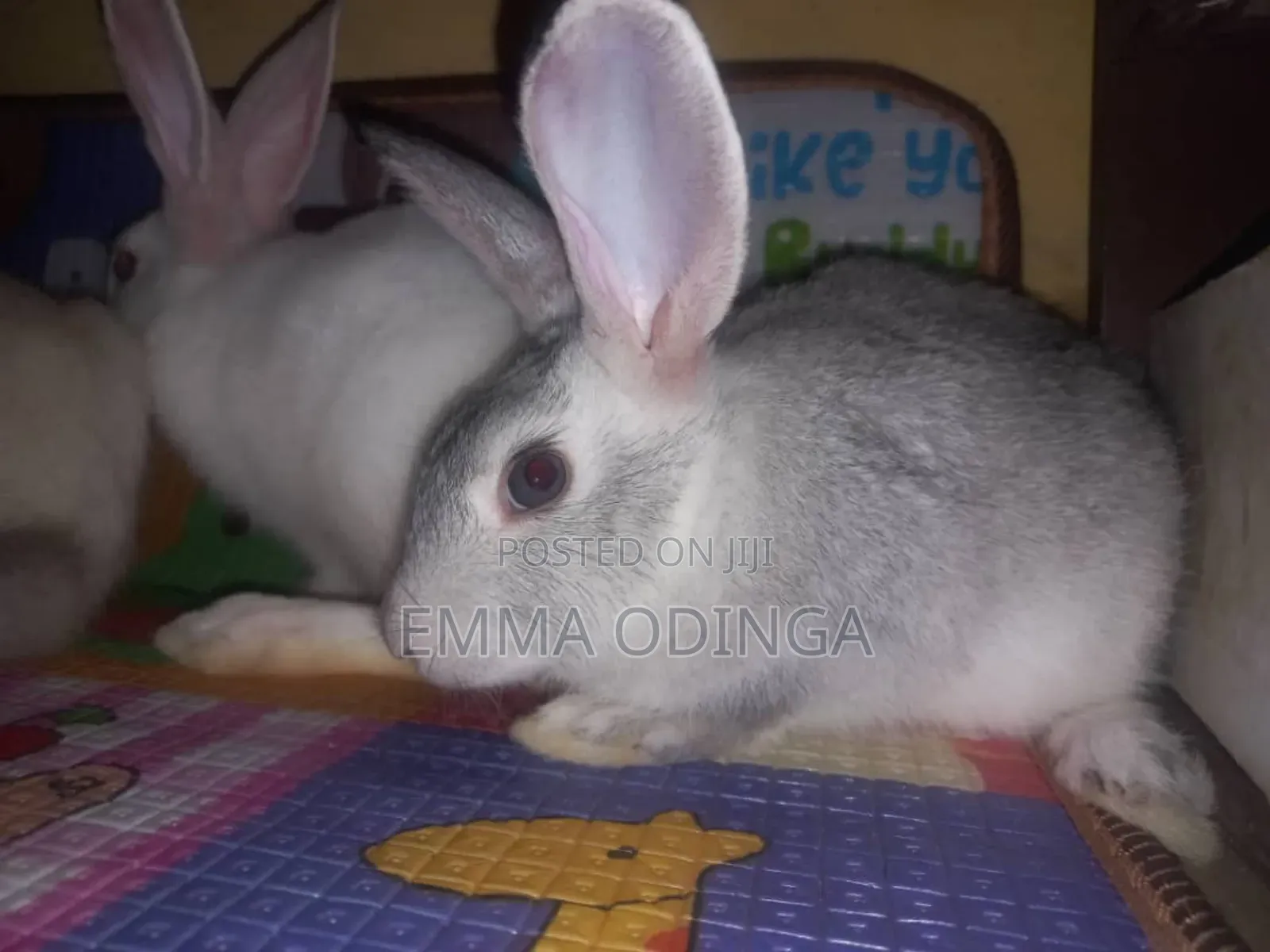 Rabbits for Sale