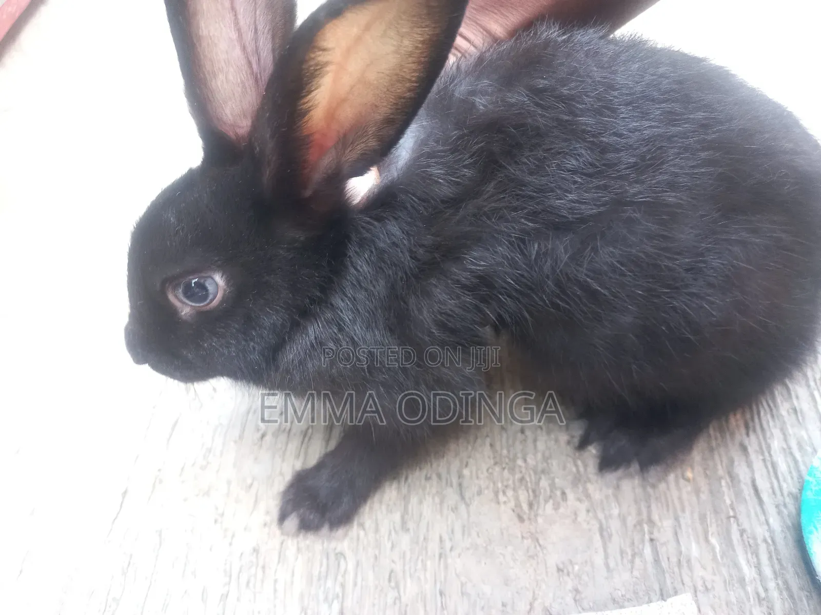 Rabbits for Sale