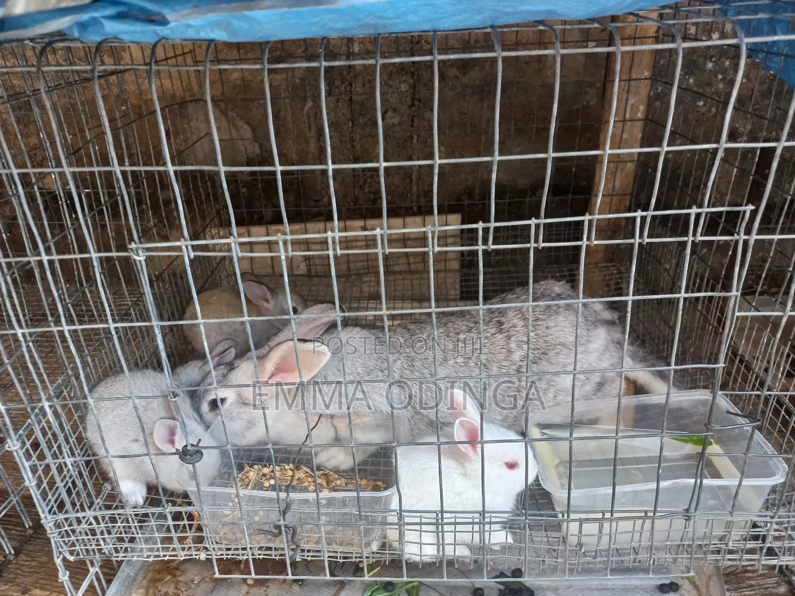 Rabbits for Sale