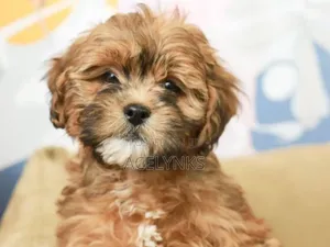 1-3 months Female Purebred Lhasa Apso