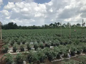 Agronomist, Sustainablefarming For Greenhouse And Open-field