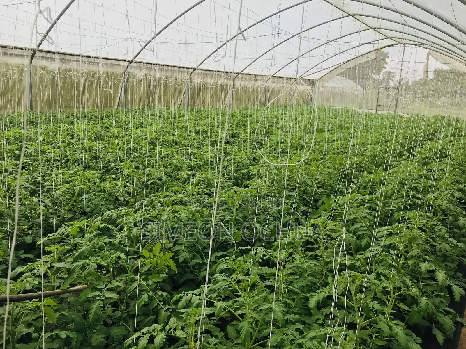 Agronomist, Sustainablefarming For Greenhouse And Open-field