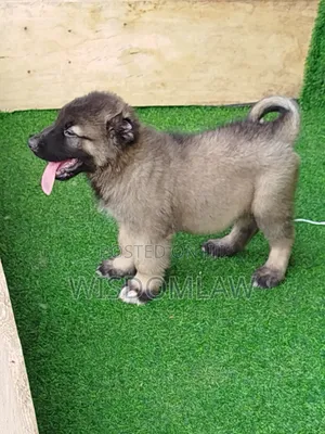 1-3 months Male Purebred Caucasian Shepherd