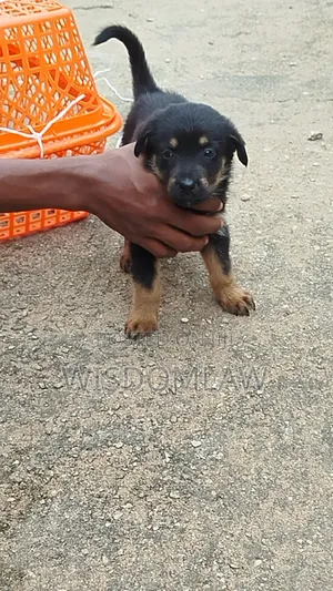 1-3 months Male Purebred German Shepherd