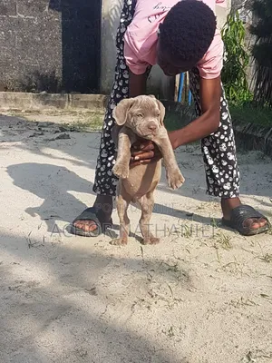 1-3 months Male Purebred Cane Corso