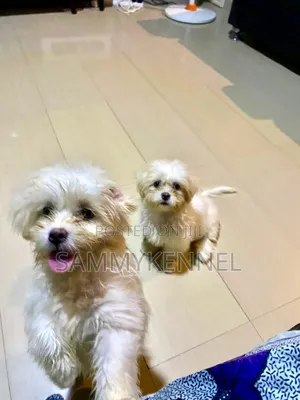 1-3 months Female Purebred Lhasa Apso