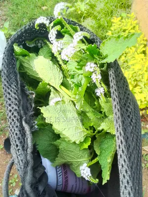 Heliotropium Indicum Aka Scorpion Tail,Ogbe Ori Akuko