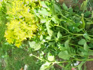 Heliotropium Indicum Aka Scorpion Tail,Ogbe Ori Akuko