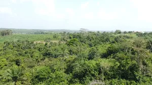 5 Acres Available Wetland for Quick Cheap Sales