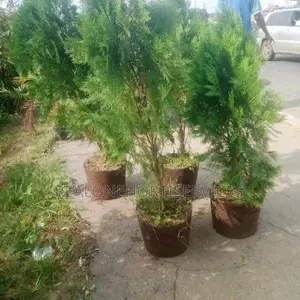 Thuja, Queens Palm Plant for Residential, Hotel, School, Etc