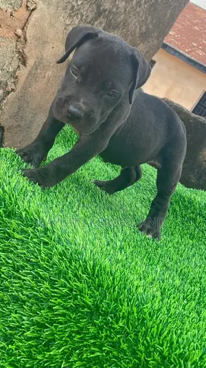 1-3 months Male Purebred Cane Corso