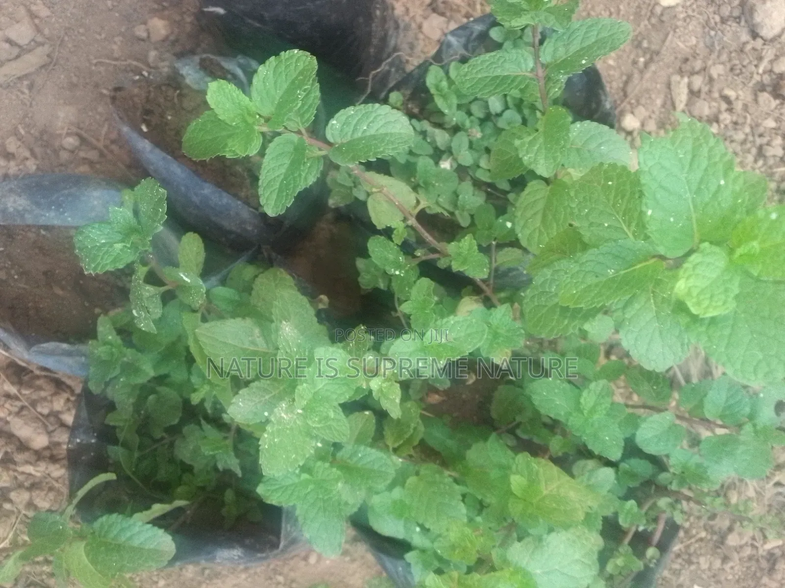 Mint Leaves Seedlings