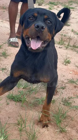 1+ year Male Purebred Rottweiler
