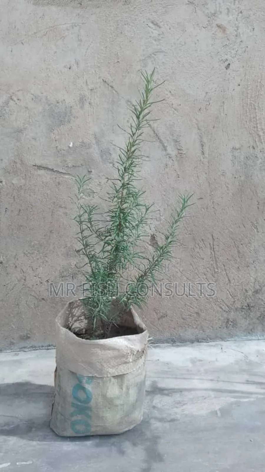 Rosemary Herbs