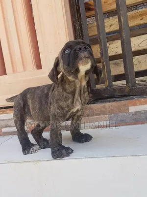 1-3 months Male Purebred Boerboel