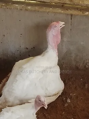 Christmas Turkeys