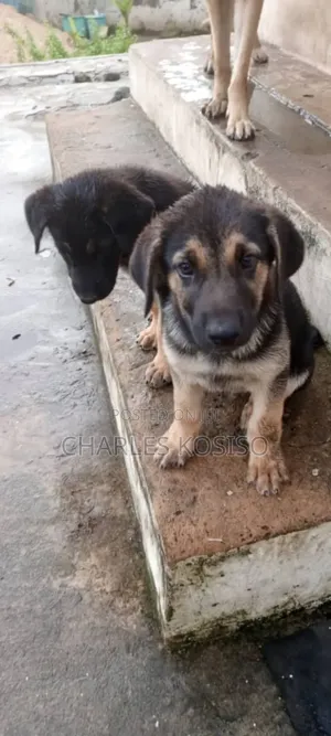 1-3 months Male Purebred German Shepherd