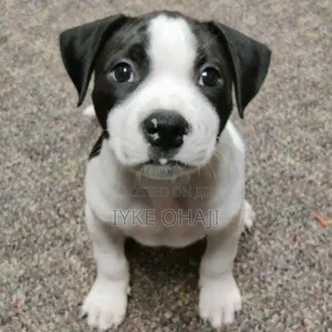 1-3 months Male Purebred American Pit Bull Terrier