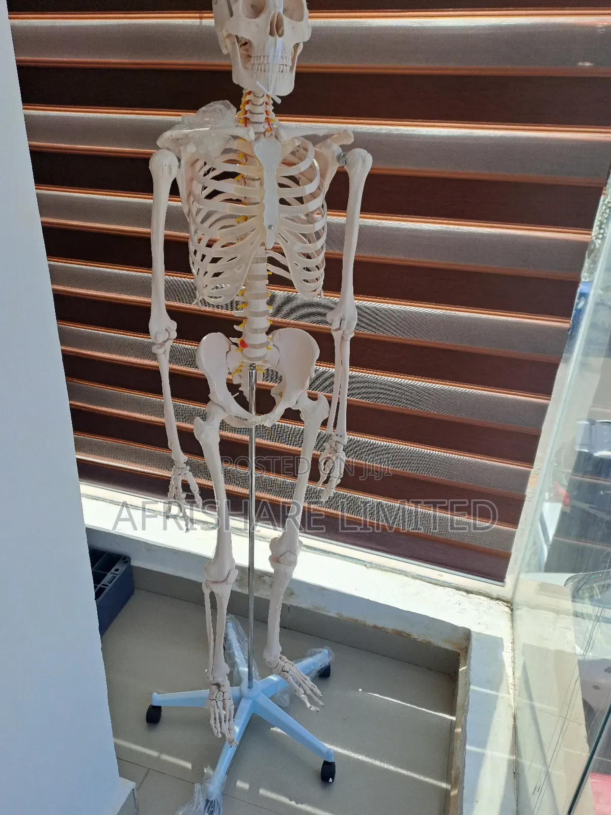 Human Skeleton