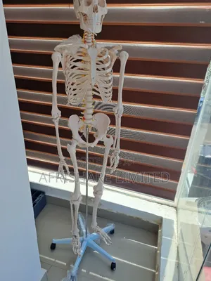 Human Skeleton