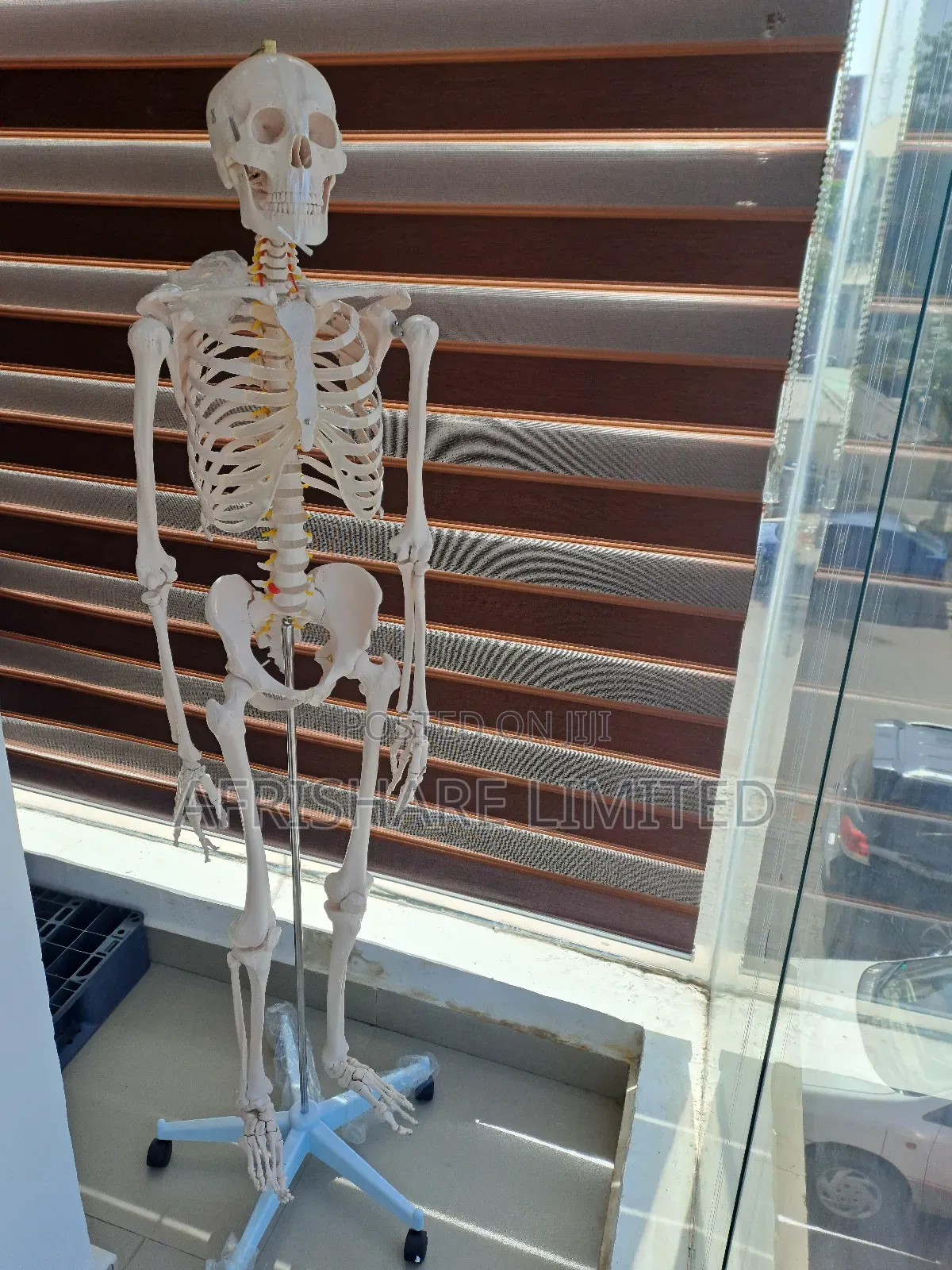 Human Skeleton