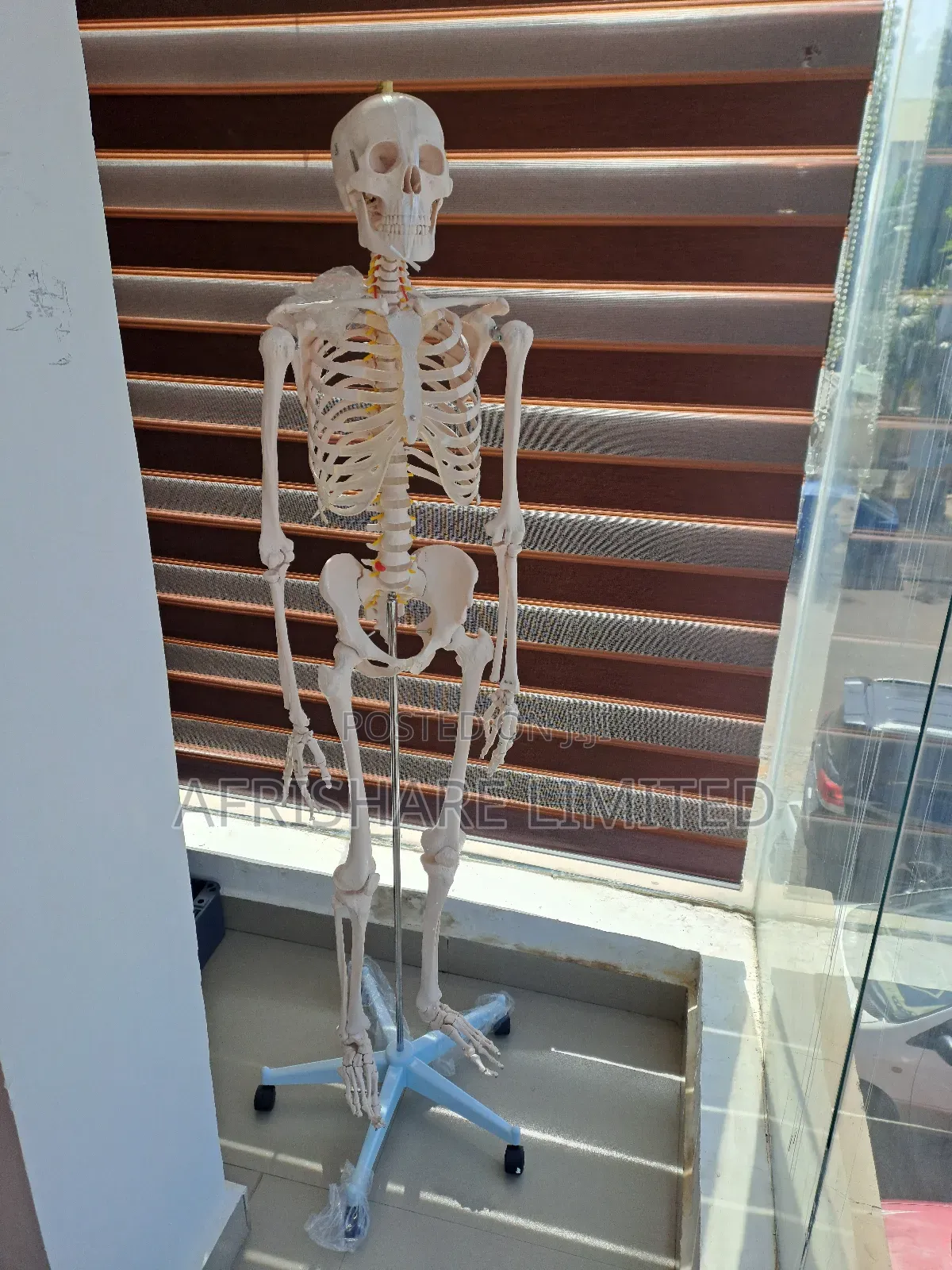 Human Skeleton