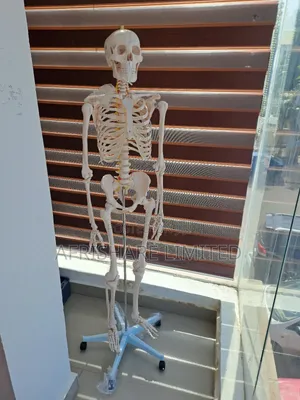 Human Skeleton