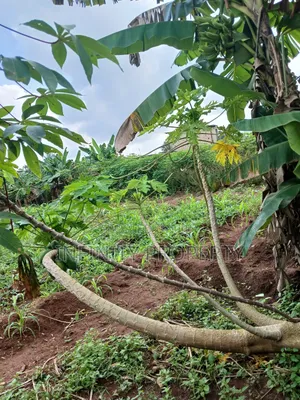 100/100 Land at Amagba Gra for Sale