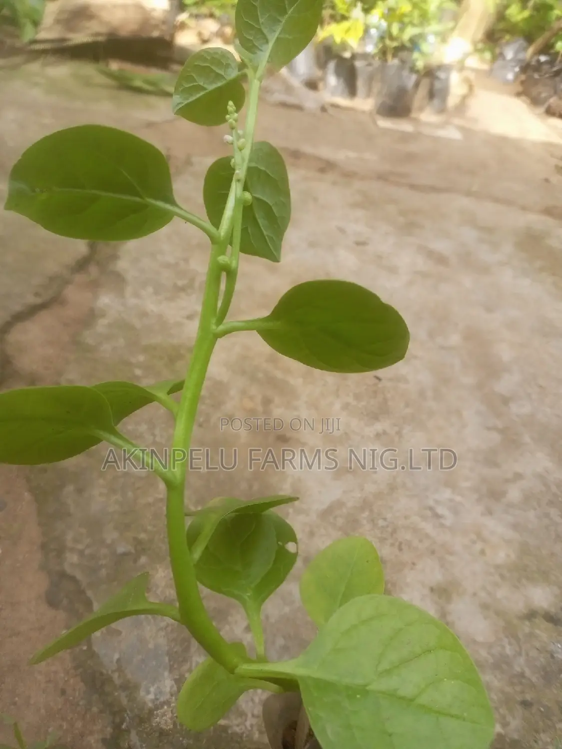 Spinach-Amunututu SEEDS/SEEDLINGS