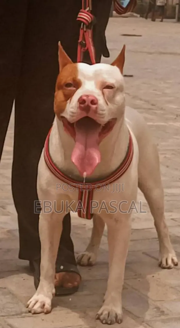 Red Nose Gator Pitbull Kennels Bull Terrier Puppy Red Pitbull