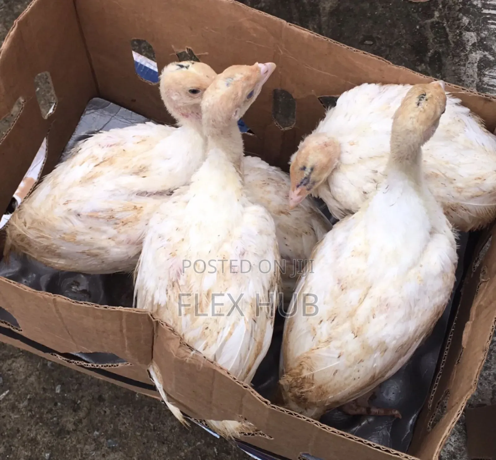 7weeks Foreign Turkeys