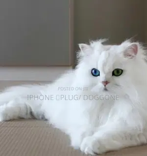 1-3 months Male Purebred Persian