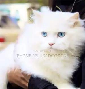 1-3 months Female Purebred Persian