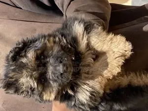 1-3 months Female Purebred German Shepherd