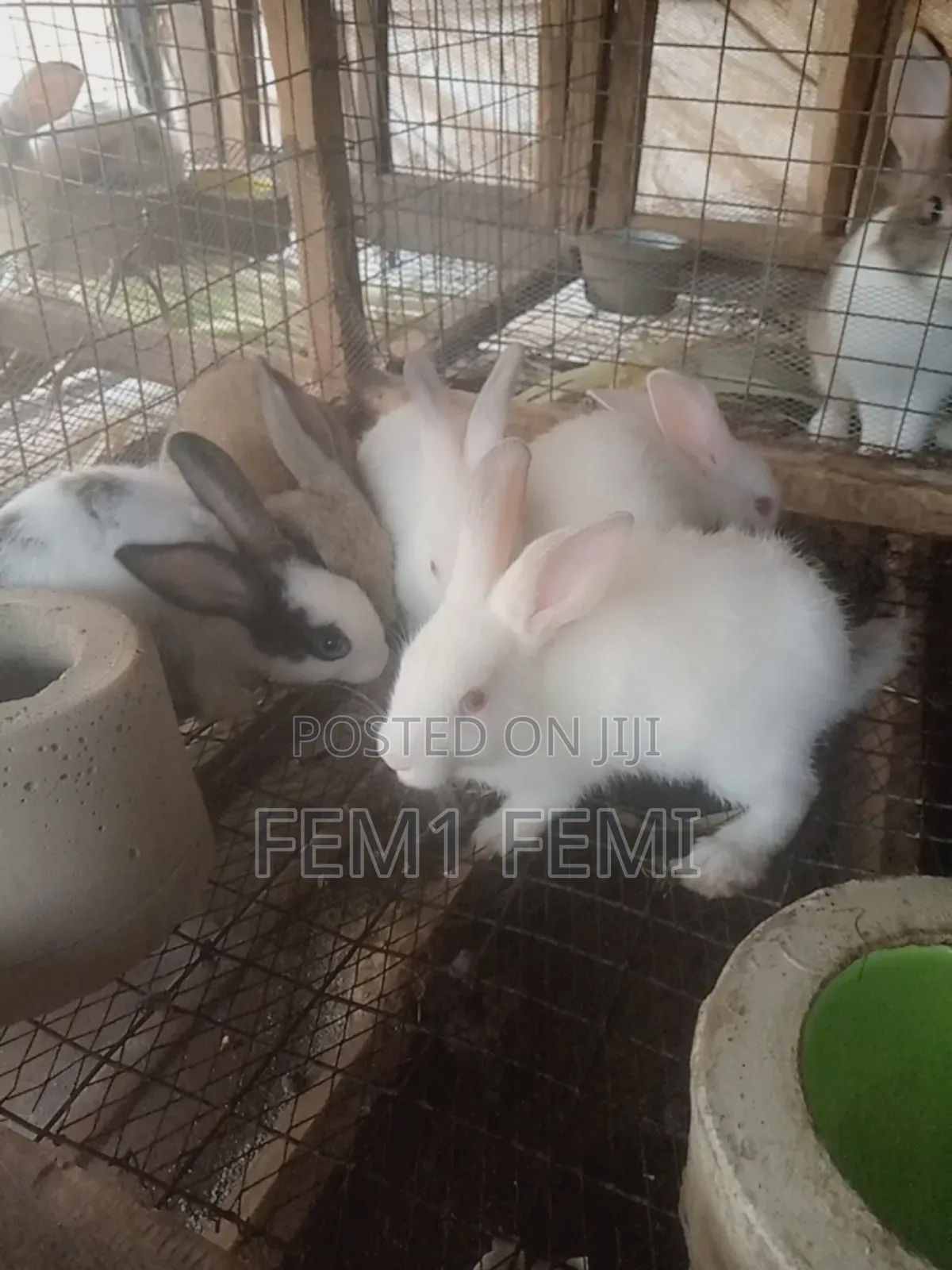 Rabbit Weaners