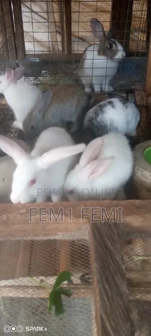 Rabbit Weaners