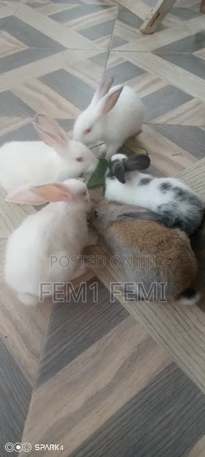 Rabbit Weaners