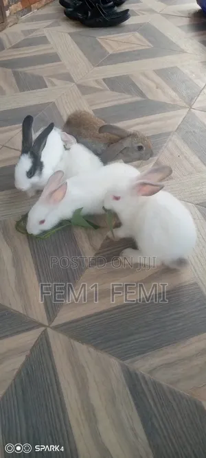 Rabbit Weaners