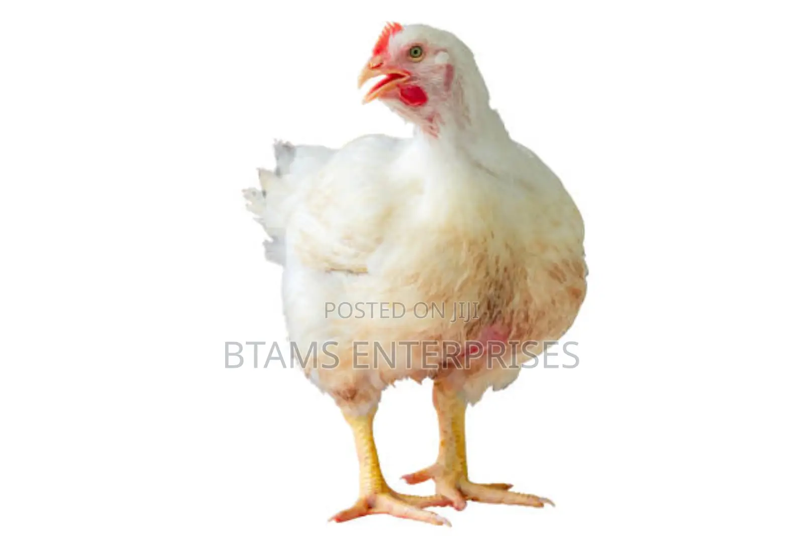 Broilers Chicken