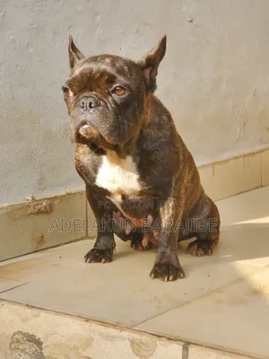 1+ year Female Purebred French Bulldog