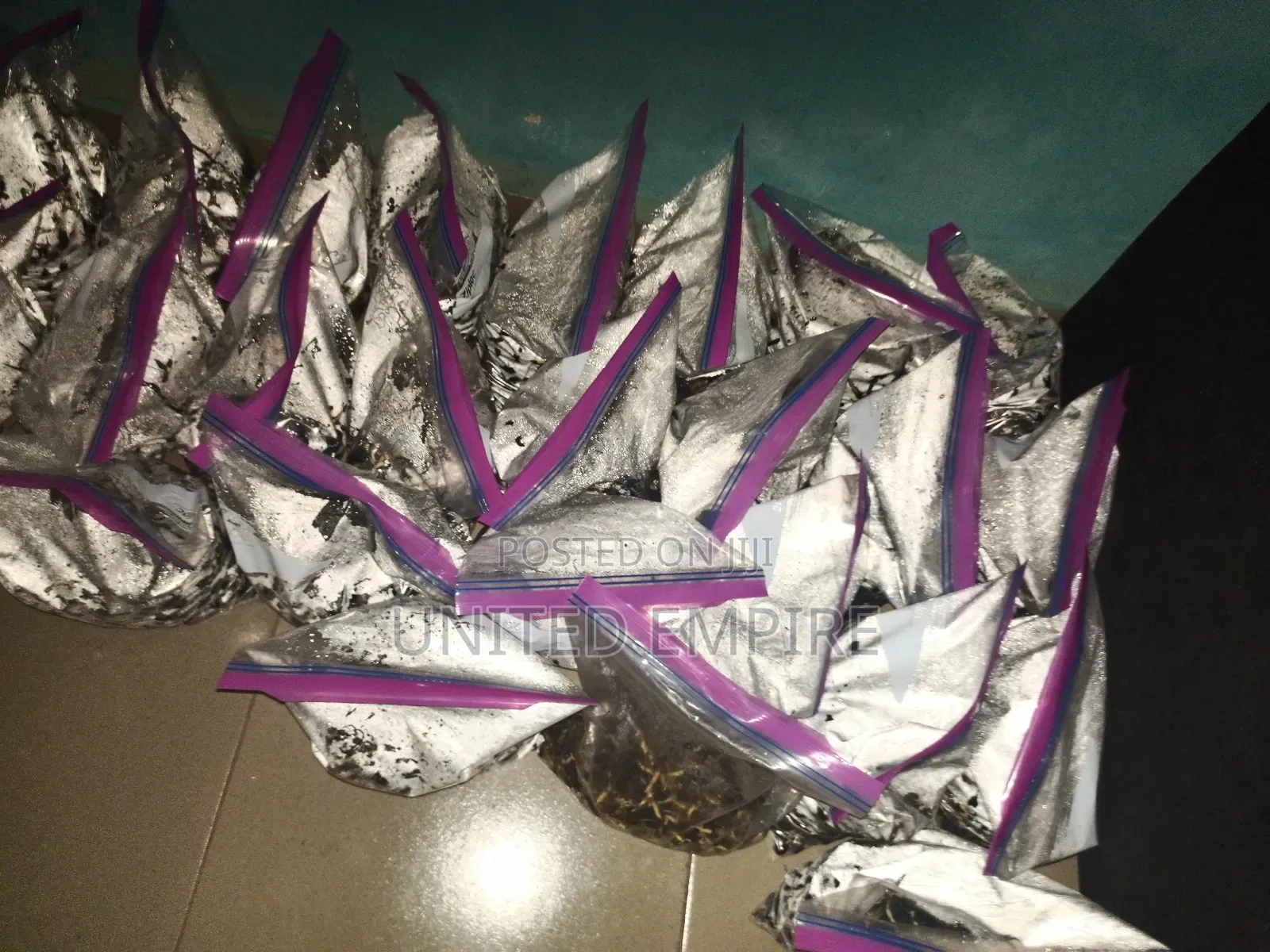 Hybrid Oil Palm Sprouted Nuts