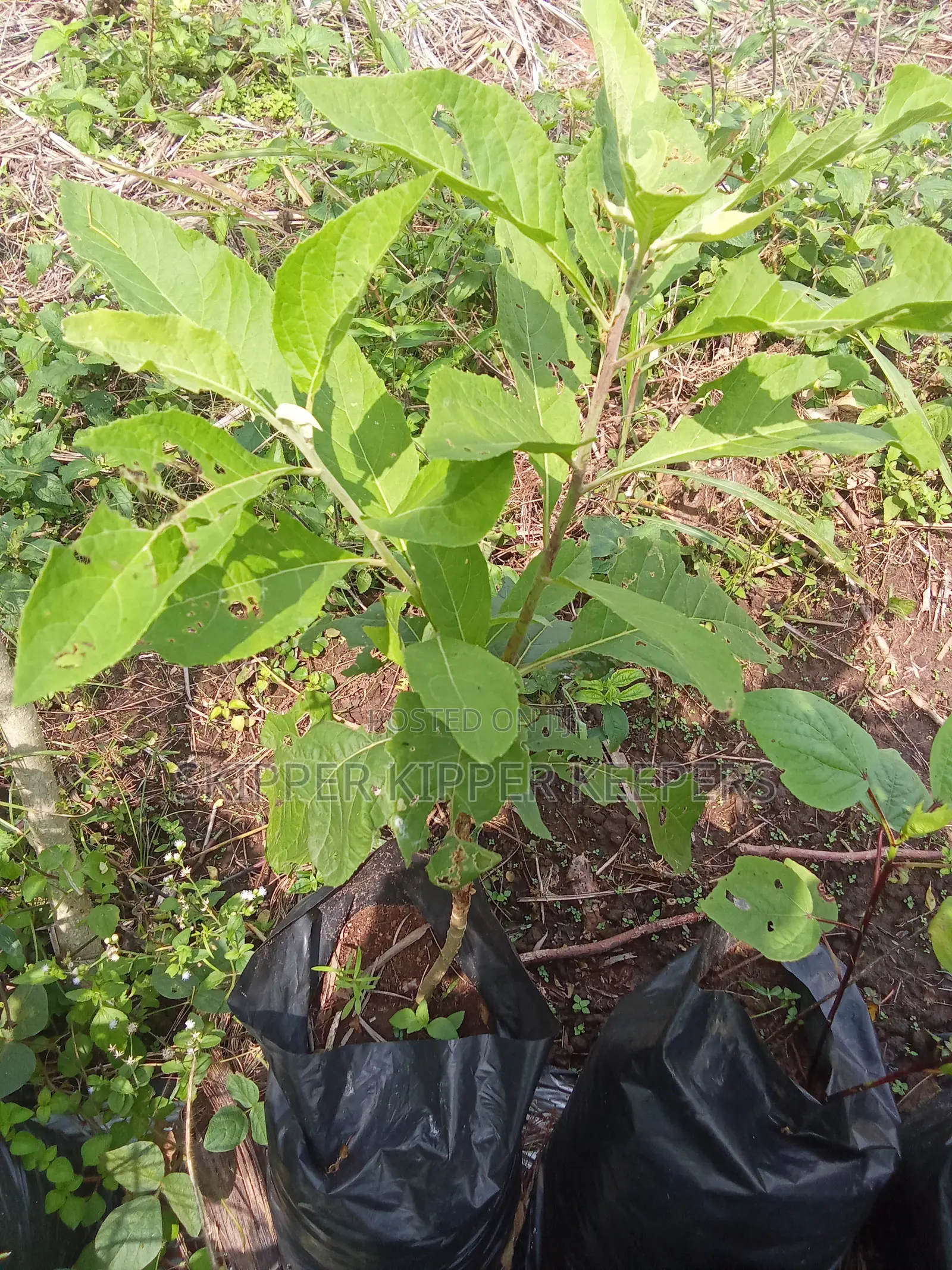 Bitter Leaf Seedlings