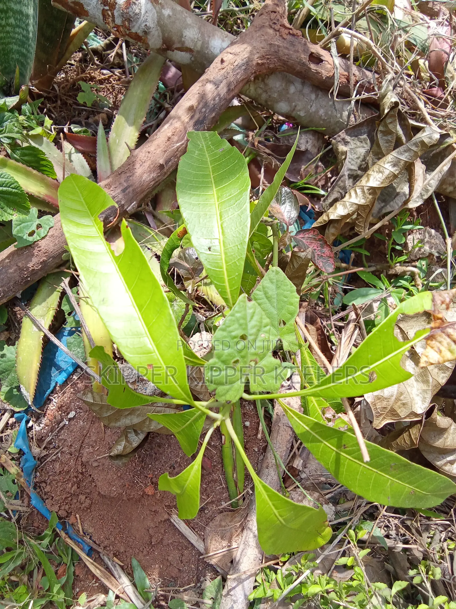 Hybrid Mango
